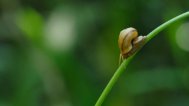 在雨林的树枝上行走的蜗牛。视频素材