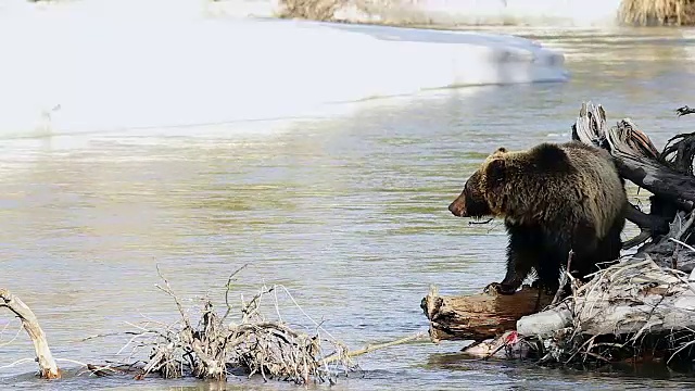 一只灰熊(Ursus arctos horribilis)在河边觅食视频素材