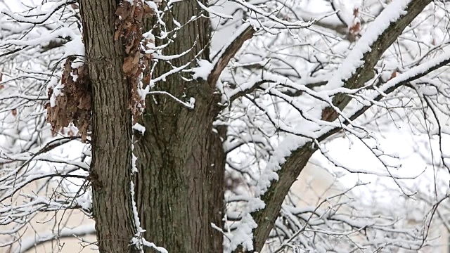 极端天气-雪视频素材