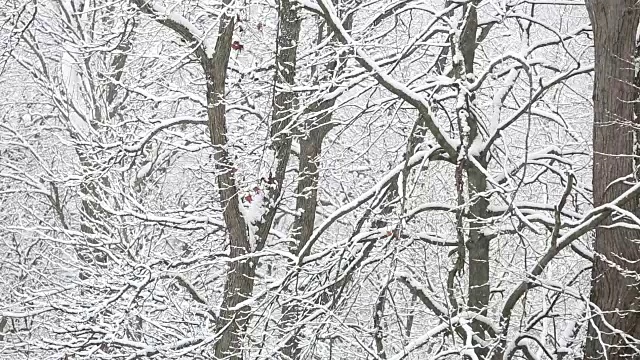 极端天气-下雪视频素材