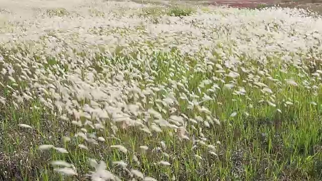 Ueumdo岛的Ppilgikkot花坛(著名旅游景点)视频素材