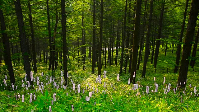 韩白山(韩国最受欢迎的徒步旅行胜地之一)的万航斋山的森林和野花视频素材