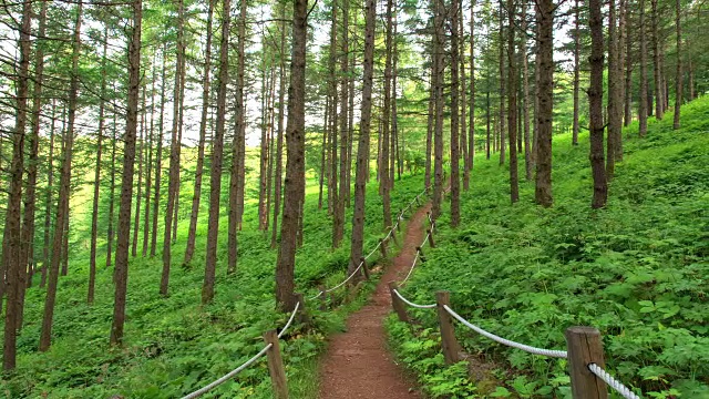 韩白山(韩国最受欢迎的徒步旅行胜地之一)的万航斋山的森林和野花视频素材