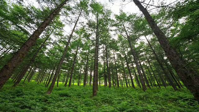 韩白山(韩国最受欢迎的徒步旅行之一)万hangjae山的森林景观视频素材