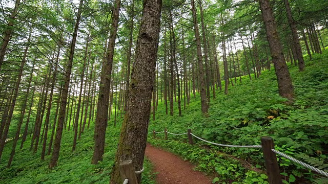 韩白山(韩国最受欢迎的徒步旅行胜地之一)的万航斋山的森林和野花视频素材