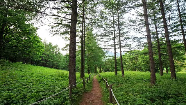 hanbaeksan Manhangjae Hill(韩国最受欢迎的徒步旅行之一)的森林步道视频素材