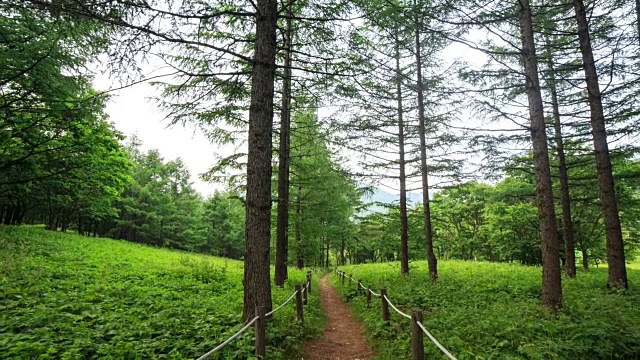 hanbaeksan Manhangjae Hill(韩国最受欢迎的徒步旅行之一)的森林步道视频素材