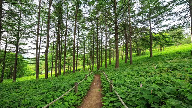 hanbaeksan Manhangjae Hill(韩国最受欢迎的徒步旅行之一)的森林步道视频素材