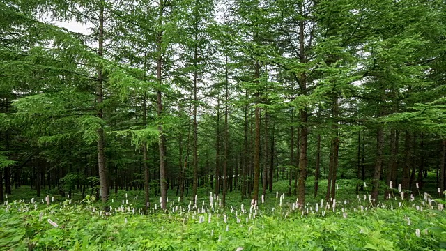 韩白山(韩国最受欢迎的徒步旅行胜地之一)的万航斋山的森林和野花视频素材