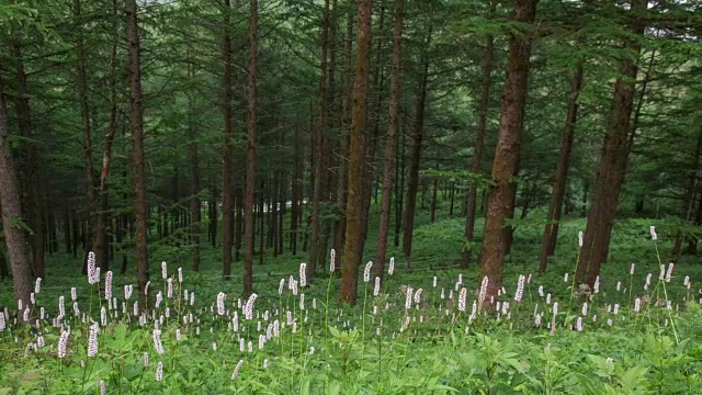 韩白山(韩国最受欢迎的徒步旅行胜地之一)的万航斋山的森林和野花视频素材