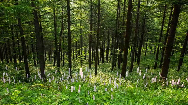 韩白山(韩国最受欢迎的徒步旅行胜地之一)的万航斋山的森林和野花视频素材