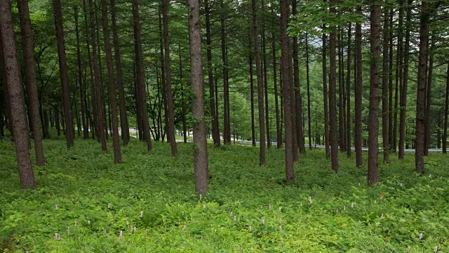 韩白山(韩国最受欢迎的徒步旅行胜地之一)的万航斋山的森林和野花视频素材