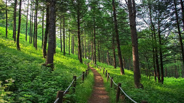 hanbaeksan Manhangjae Hill(韩国最受欢迎的徒步旅行之一)的森林步道视频素材