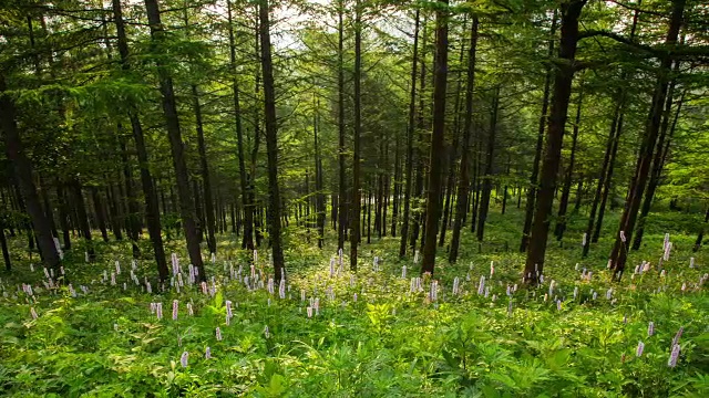 韩白山(韩国最受欢迎的徒步旅行胜地之一)的万航斋山的森林和野花视频素材