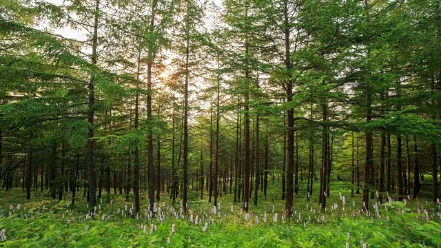 韩白山(韩国最受欢迎的徒步旅行胜地之一)的万航斋山的森林和野花视频素材