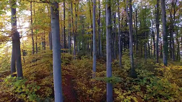 夕阳的光芒穿过森林。充满活力的自然风景背景视频素材