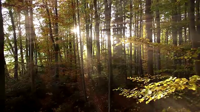 夕阳的光芒穿过森林。充满活力的自然风景背景视频素材