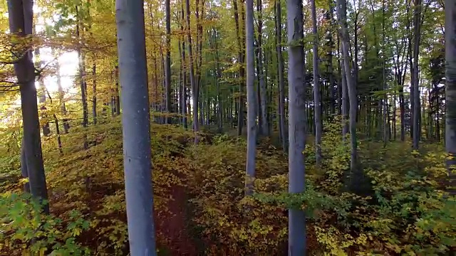 在生机勃勃的秋天森林里飞翔。自然环境生态背景视频下载