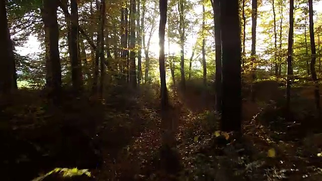 夕阳的光芒穿过森林。充满活力的自然风景背景视频素材