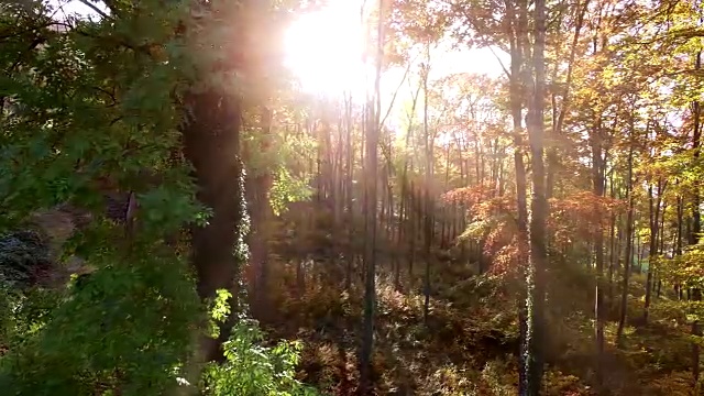 夕阳的光芒穿过森林。充满活力的自然风景背景视频下载