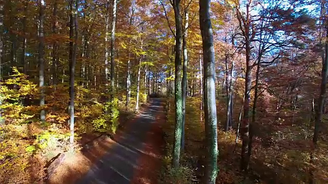 夕阳的光芒穿过森林。充满活力的自然风景背景视频素材