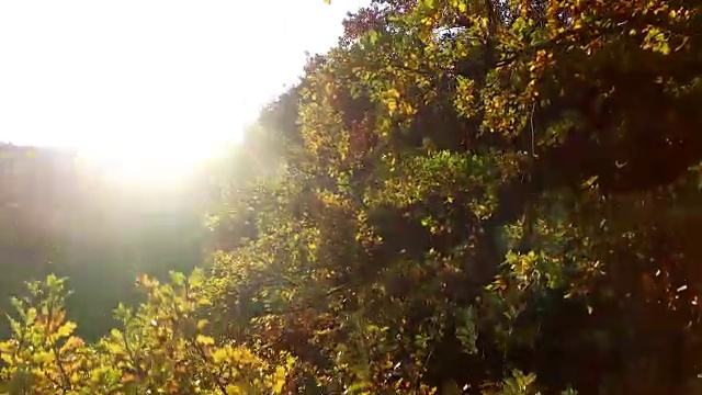 在生机勃勃的秋天森林里飞翔。自然环境生态背景视频素材