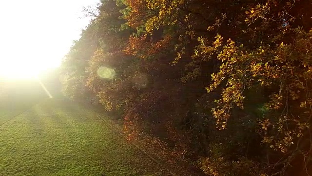 夕阳的光芒穿过森林。充满活力的自然风景背景视频下载