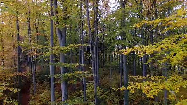 飞过森林树木的景色。秋季自然环境背景视频素材