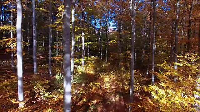 五彩缤纷的秋林背景。秋季自然风光视频下载