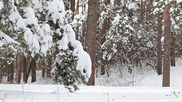 雪从松树的树枝上落下。视频素材