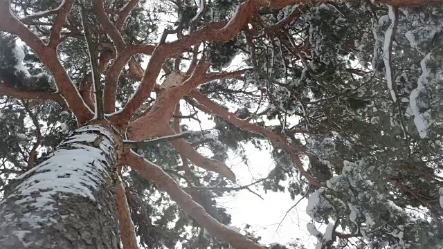 雪从松树的树枝上落下。视频素材