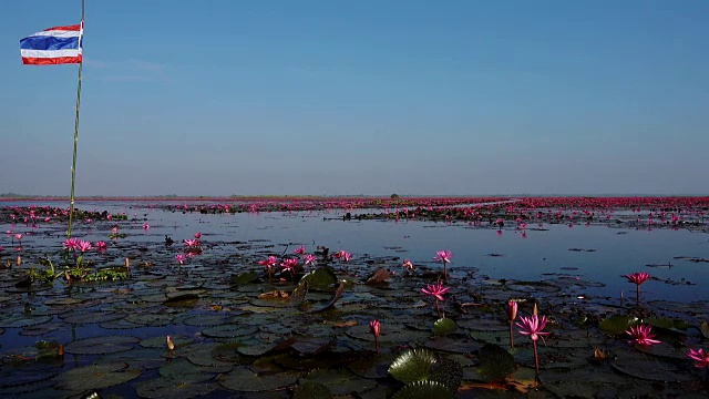 泰国的红莲湖视频素材