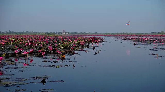 泰国的红莲湖视频素材