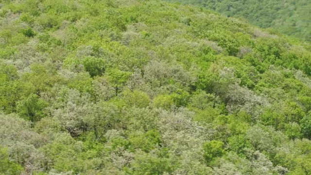 美国乔治亚州，查塔胡奇-奥科尼国家森林/范宁县，蓝岭山脉上的树顶视频素材