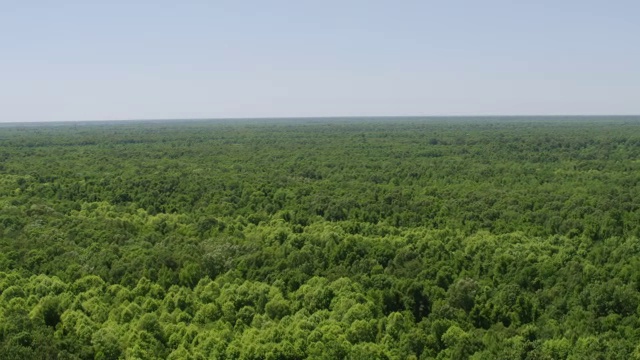 WS TD AERIAL POV晴空森林区域视图/伯克利县，南卡罗来纳州，美国视频素材