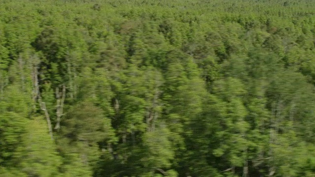 美国北卡莱罗纳州克雷文县上空的森林区域的空中视野视频素材