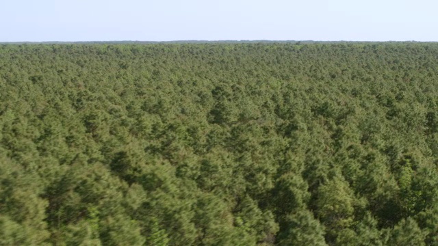 美国北卡莱罗纳州克雷文县上空的森林区域的空中视野视频素材