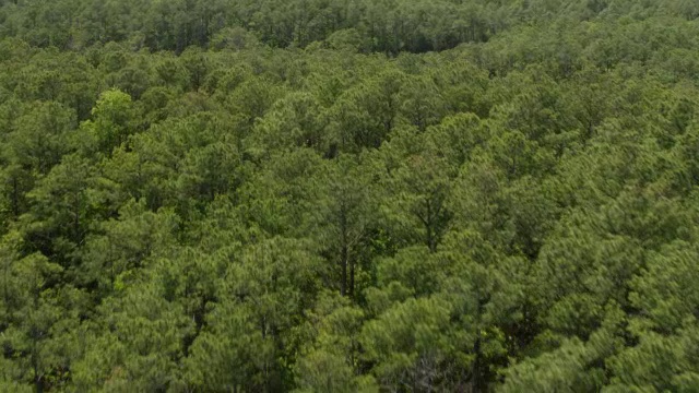 美国北卡罗莱纳罗阿诺克岛，海面到树林的空中视角视频素材