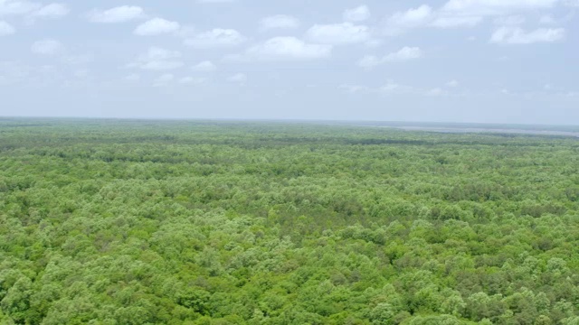 美国维吉尼亚州威廉斯堡湿地森林区域的WS AERIAL POV视图视频素材