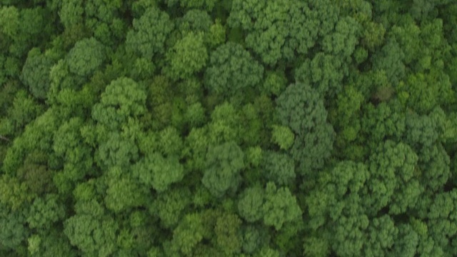 WS AERIAL POV雪南多厄河谷，河流和树木区域/雪南多厄，弗吉尼亚州，美国视频素材