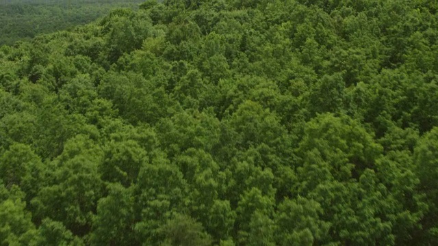 WS TU AERIAL POV鸟瞰郁郁葱葱的地区，背景是蓝岭山脉/ Albemarle县，弗吉尼亚州，美国视频素材