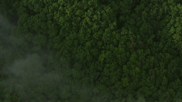 美国田纳西州，斯莫基山，卡特县上空的雾视频素材