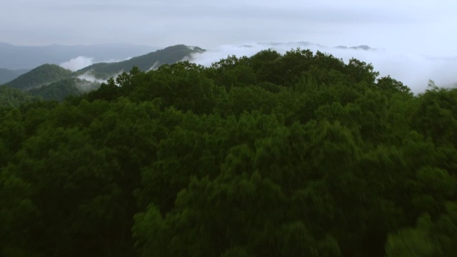 WS航拍视角的烟山与森林区域和雾/卡特县，田纳西州，美国视频素材