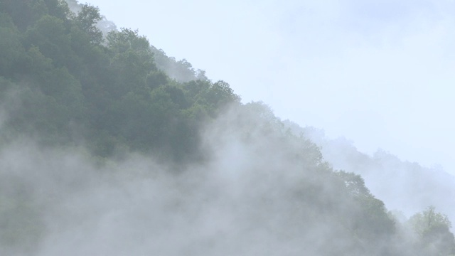 美国北卡罗莱纳州，大烟山国家公园，阳光和雾中的树梢视频素材