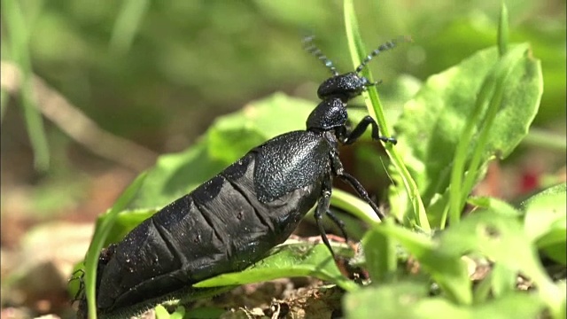 一只甲虫(Meloe proscarabaeus)在吃树叶视频素材