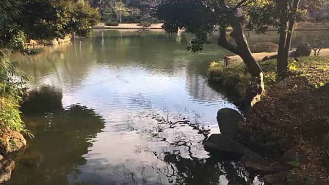 水影映池，日本花园视频素材