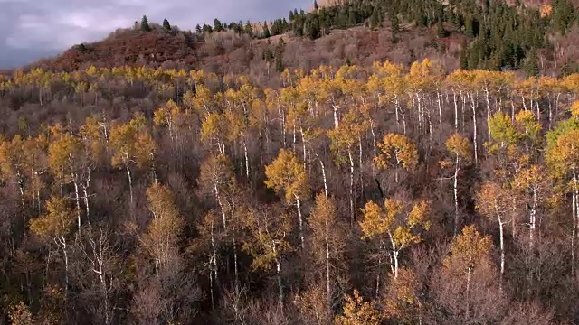 秋天里的彩色森林鸟瞰图。视频素材