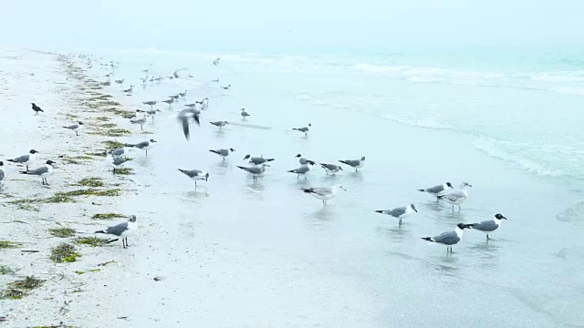 海鸥，布莱登顿海滩，佛罗里达，美国，美国视频素材