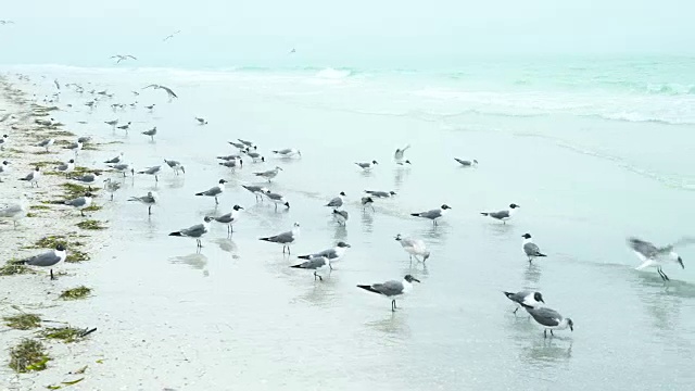 海鸥，布莱登顿海滩，佛罗里达，美国，美国视频素材