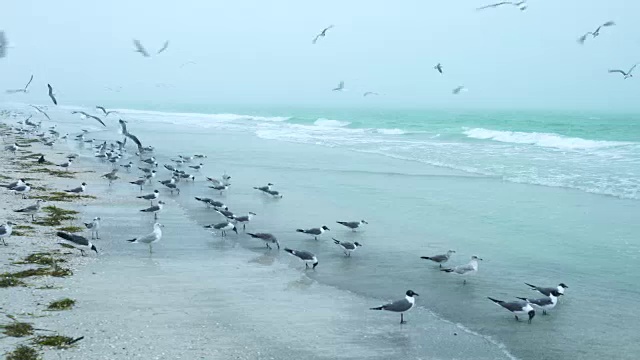 海鸥，布莱登顿海滩，佛罗里达，美国，美国视频素材